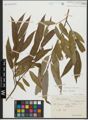 Foto von Salix alba L. x Salix fragilis L.